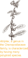Atriplex.gif