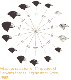 Darwin's finches.gif