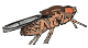 fruitfly.gif
