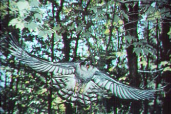 northern goshawk.jpg