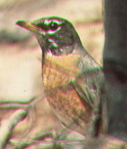american robin.jpg