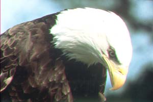 Bald Eagle.jpg