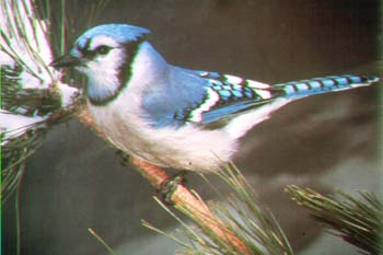 bluejay.jpg