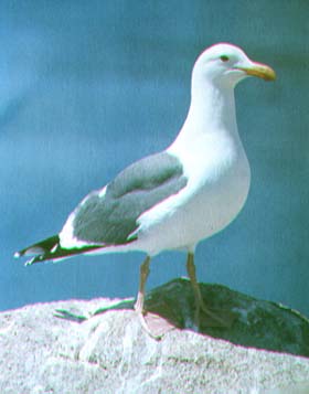herring gull.jpg