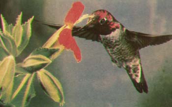 ruby-throated hummingbird.jpg