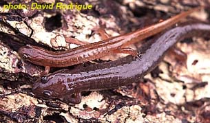NOrthern Dusky Salamander.jpg