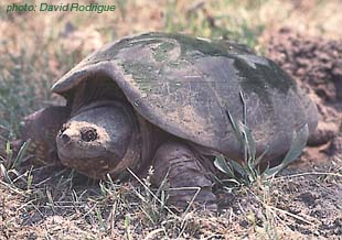 Common SNapping Turtle.jpg
