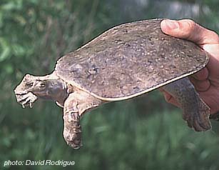 Eastern Spiny Softshell.jpg