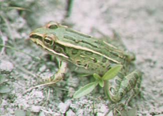 Northern Leopard Frog.jpg