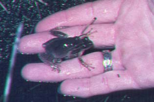 Northern Spring Peeper.jpg
