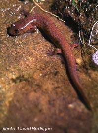 Spring Salamander.jpg