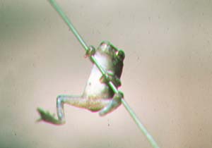 Tetraploid Gray Treefrog.jpg