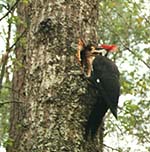pileated woodpecker.jpg