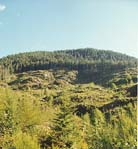 clearcut logging.jpg
