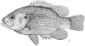 rock bass.jpg