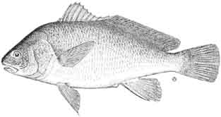 freshwater drum.jpg