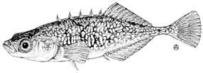 brook stickleback.jpg