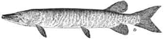 muskellunge.jpg