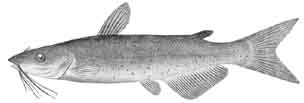 channel catfish.jpg