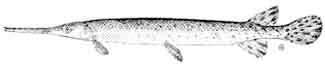 longnose gar.jpg