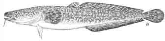 burbot.jpg
