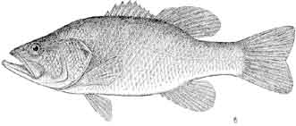 largemouth bass.jpg