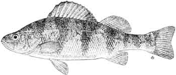 yellow perch.jpg