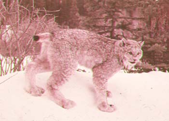 lynx.jpg