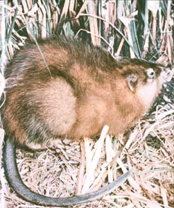 muskrat.jpg
