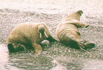 walruses.jpg