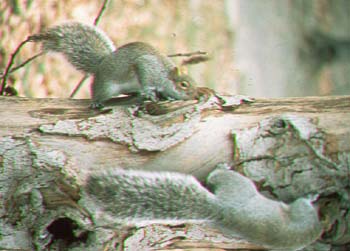 grey squirrels.jpg