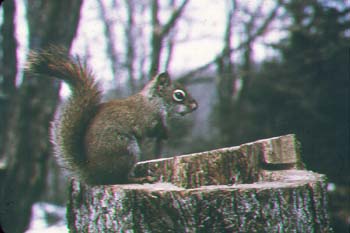 red squirrel.jpg